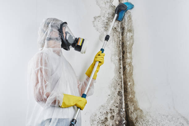 Best Mold Testing and Inspection Services in Buchanan, NY