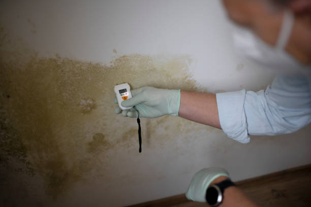 Best DIY Mold Remediation Support Services in Buchanan, NY
